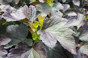Cassissier � feuilles rouges Black'n'Red� Premiere