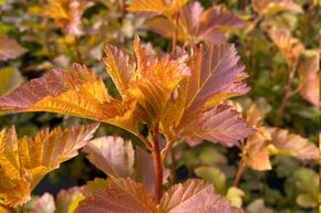 Physocarpe 'Amber Jubilee'� - plante XXL
