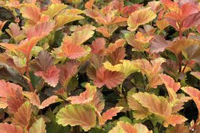 Physocarpe � feuille d'obier 'Amber Jubilee�'