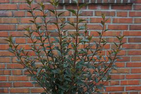 Physocarpe � feuille d'obier 'Tiny Wine�' haute tige
