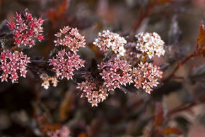 Physocarpe � feuille d'obier 'Little Devil'