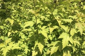 Physocarpe � feuille d'obier 'Nugget'