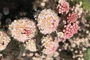 Physocarpe 'Tiny Wine'� - plante XXL