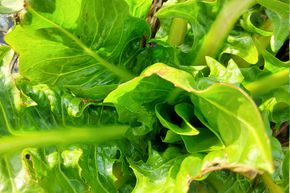 Chicor�e � feuilles 'Catalogna Special'