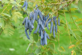 Arbres aux haricots bleus