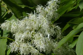 Fr�ne � fleurs - haute tige