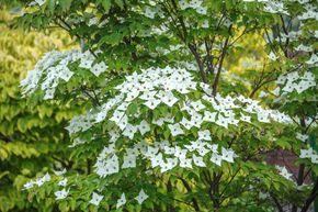 Cornouiller japonnais 'Milky Way'