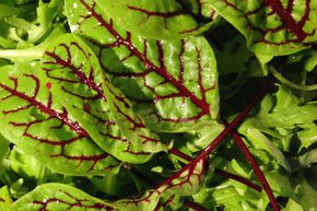 Oseille sanguine 'Salared'