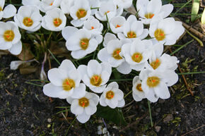 Crocus botanique 'Ard Schenk'