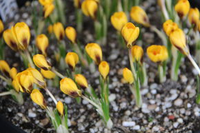 Crocus botanique chrysanthus 'Goldilocks'