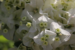 Bougainvillier 'Jamaica White'
