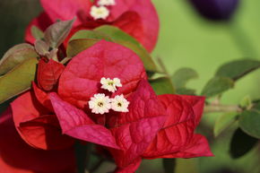 Bougainvill�e 'Temple Fire'
