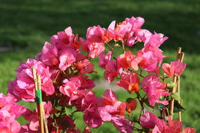Bougainvill�e 'Terracotta'