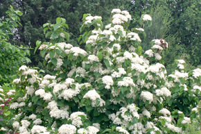 Boule de neige � larges tiges 'Cardinal Candy'
