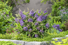 Arbre aux papillons nain Butterfly Candy 'Lila Sweetheart'