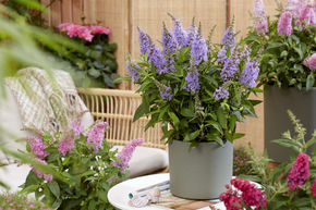 Arbre aux papillons nain Butterfly Candy 'Little Lila'
