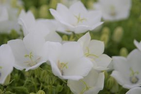 Campanule des Carpates 'Wei�e Clips'
