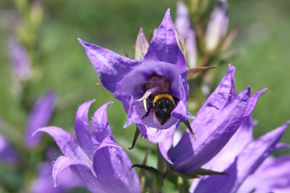 Campanule � feuilles larges 'Macrantha'