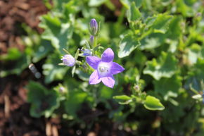 Campanule de rocaille 'Resholt'