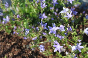 Campanule de rocaille 'Templiner Teppich'