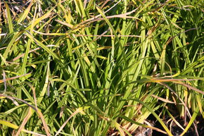 La�che du Japon 'Irish Green'