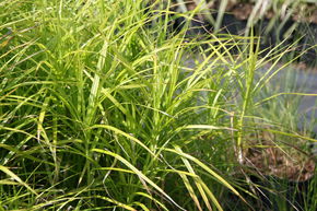 La�che palm�e