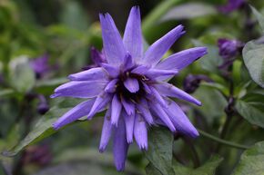 Cupidone bleue ou la Catananche bleue