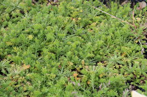 Camomille Romaine 'Treneague'