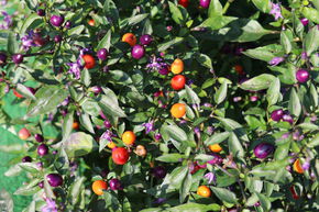 Piment 'Bolivian Rainbow'