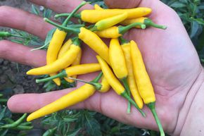 Piment CA13 (semences) BIO