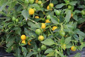 Piment 'Gelbe Kirsche'