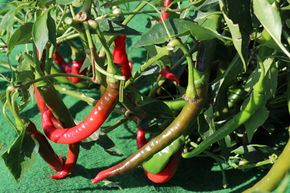 Piment 'Joe's Long Cayenne'
