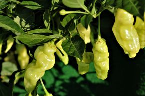 Piment 'Sugar Rush Peach'