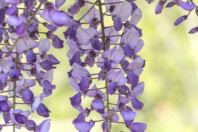 Glycine de Chine 'Caroline'
