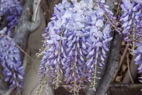 Glycine de Chine