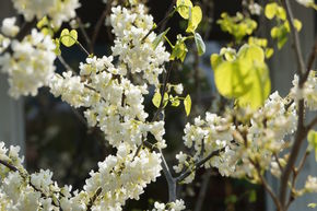 Arbre de Jud�e chinois 'Shirobana'