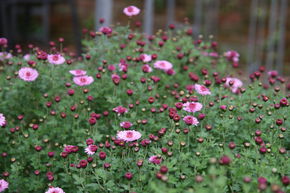 Chrysanth�me - Aster d'hiver 'Anastasia'