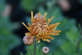 Chrysanth�me 'Kl. Bernstein'