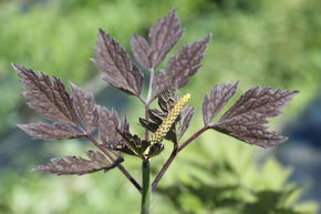 Cierge d'argent pourpre 'Atropurpurea' 