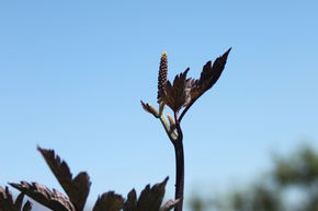 Cierge d'argent, Cimicifuga, Actaea simplex Brunette