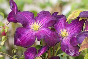 Cl�matite des bois 'Jackmanii Purpurea'