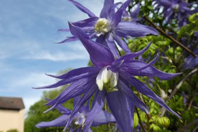 Cl�matite des bois 'Maidwell Hall'