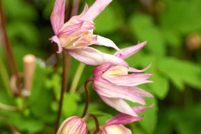 Cl�matite 'Pink Flamingo'