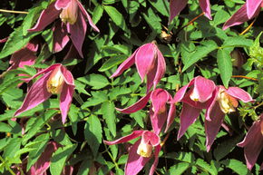 Cl�matite 'Ruby', cl�matite des bois'