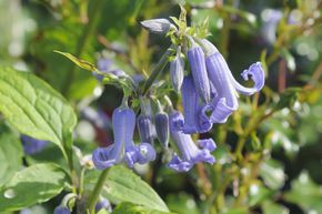 Cl�matite heracleifolia 'Cote d'Azur'