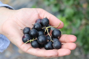 Casseille Jodeli� (Confi�Beere)