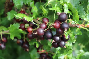 Casseille Jogusto� (Confi�Beere)