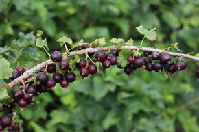 Casseille Jofruity� (Confi�Beere)