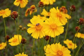 Cor�ospis pubescent 'Sunshine Superman'