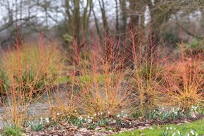 Cornouiller sanguin 'Midwinter Fire'